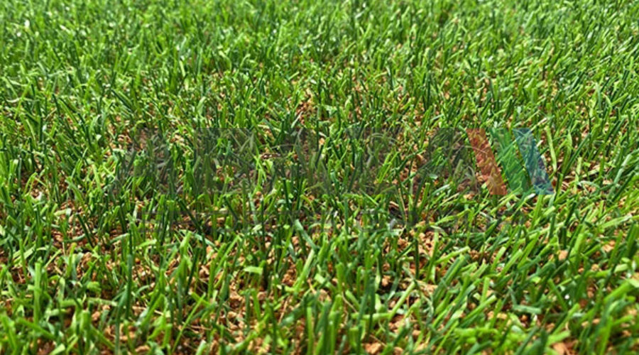 الفرق بين النجيل الطبيعي والنجيل الصناعي 